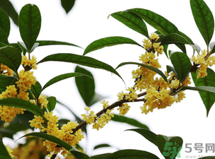 桂花怎么保存？桂花怎么保存香味？