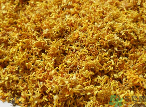  桂花多少錢(qián)一斤？桂花多少錢(qián)一兩？