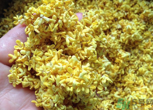 新鮮桂花怎么吃？新鮮桂花的食用方法