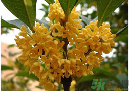 新鮮桂花怎么吃？新鮮桂花的食用方法