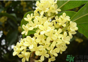 新鮮桂花怎么吃？新鮮桂花的食用方法