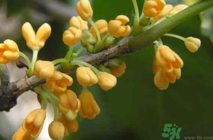 剛摘的桂花能吃嗎？剛摘的桂花可以吃嗎？