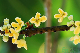 剛摘的桂花能吃嗎？剛摘的桂花可以吃嗎？