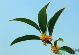 桂花可以做什么？新鮮桂花可以做什么？