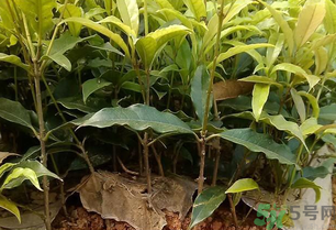 桂花可以做什么？新鮮桂花可以做什么？