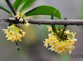 剛摘的桂花有蟲怎么辦？干桂花長蟲怎么辦？