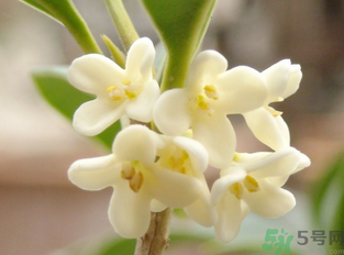 新鮮桂花怎么做干桂花？剛摘的桂花怎么處理成干桂花？