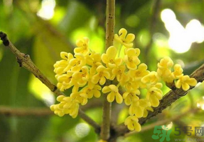 桂花怎么曬干？桂花曬好后可以做什么？