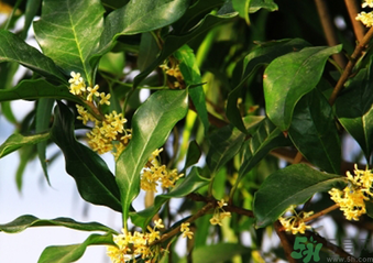 桂花什么時(shí)候采摘最好？桂花怎么采摘？