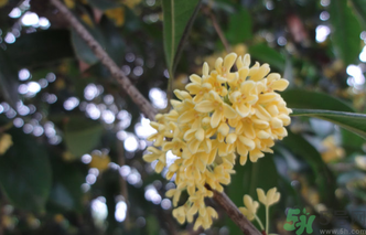 桂花什么時(shí)候采摘最好？桂花怎么采摘？