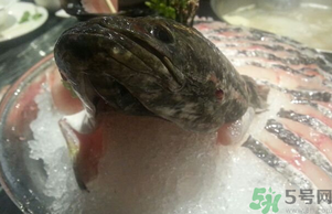 黑魚死了還能吃嗎？死黑魚能吃嗎？