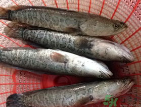 黑魚死了還能吃嗎？死黑魚能吃嗎？