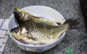 鯽魚(yú)死了還能吃嗎？死鯽魚(yú)能吃嗎？