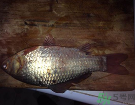 鯽魚(yú)死了還能吃嗎？死鯽魚(yú)能吃嗎？