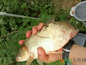 鯽魚死了多久不能吃？剛死的鯽魚能吃嗎？