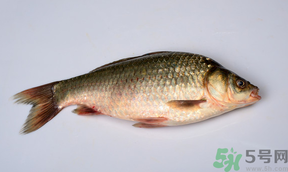 鯽魚死了多久不能吃？剛死的鯽魚能吃嗎？