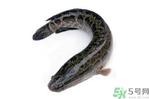 黑魚怎么洗掉身上的粘液？黑魚怎么洗才干凈？
