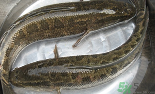 黑魚怎么洗掉身上的粘液？黑魚怎么洗才干凈？