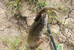 黑魚怎么釣？釣黑魚技巧