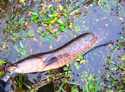 黑魚怎么釣？釣黑魚技巧