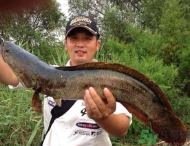 釣黑魚(yú)用什么餌？釣黑魚(yú)用什么餌最好？