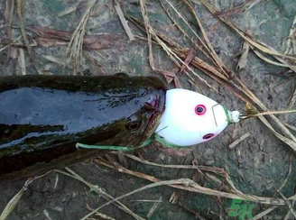 釣黑魚(yú)用什么餌？釣黑魚(yú)用什么餌最好？