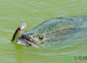 路亞釣黑魚用什么假餌？路亞釣黑魚用什么餌？