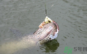 路亞釣黑魚用什么假餌？路亞釣黑魚用什么餌？