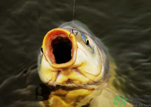 夜釣鯉魚用什么餌料？秋天夜釣鯉魚用什么餌料？