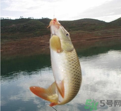 夜釣鯉魚用什么餌料？秋天夜釣鯉魚用什么餌料？
