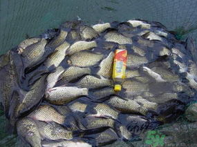秋天夜釣鯽魚(yú)用什么餌料？秋天夜釣鯽魚(yú)餌料配方