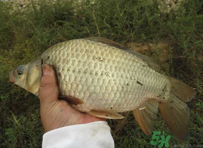 秋天夜釣鯽魚(yú)用什么餌料？秋天夜釣鯽魚(yú)餌料配方