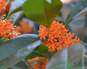 桂花可以做什么食物？桂花可以做什么吃的？