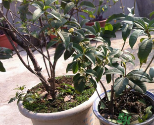 桂花可以做什么？新鮮桂花可以做什么？