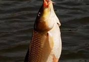 夜釣鯉魚(yú)用什么餌料？秋天夜釣鯉魚(yú)用什么餌料？