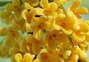 桂花怎么做香水？新鮮桂花怎么做香水？
