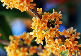 桂花一年開幾次花？桂花是幾月份開花？
