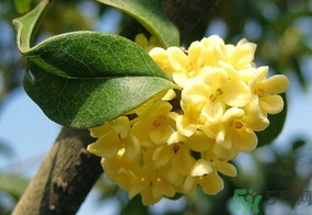 桂花一年開幾次花？桂花是幾月份開花？