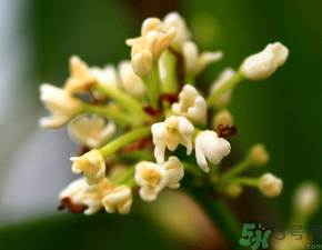 桂花一年開幾次花？桂花是幾月份開花？
