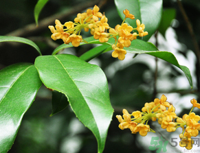  桂花什么季節(jié)開花？桂花什么時候開花？