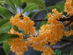  桂花什么季節(jié)開花？桂花什么時候開花？