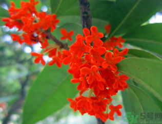  桂花什么季節(jié)開花？桂花什么時候開花？