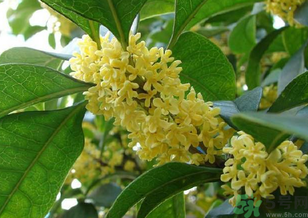 桂花是什么顏色？桂花有幾種顏色？