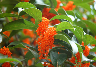 桂花是什么顏色？桂花有幾種顏色？