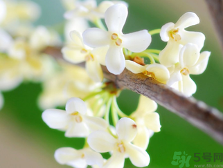 桂花是什么顏色？桂花有幾種顏色？