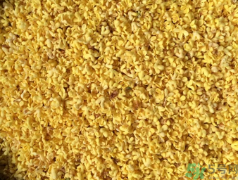 桂花可以做枕頭嗎？桂花做枕頭有什么功效？