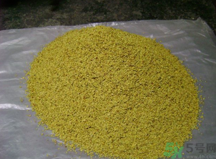 桂花可以做枕頭嗎？桂花做枕頭有什么功效？