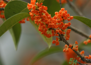 桂花可以做面膜嗎？?桂花面膜制作方法