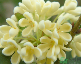桂花怎么做香水？新鮮桂花怎么做香水？
