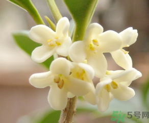 桂花怎么做香水？新鮮桂花怎么做香水？